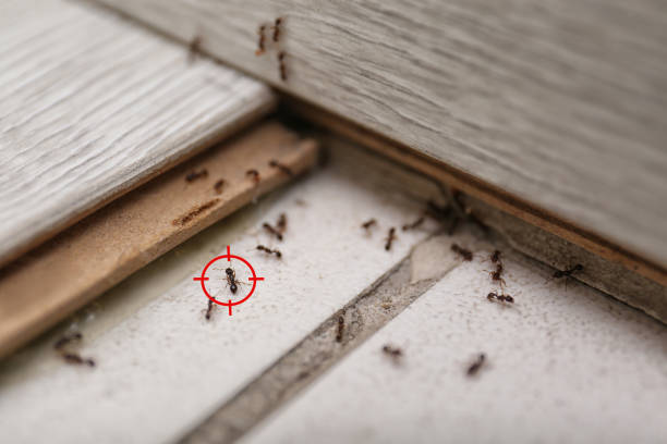 Best Exterminator Services  in Pilot Mountain, NC