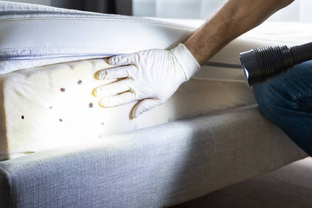 Best Pest Prevention Services  in Pilot Mountain, NC