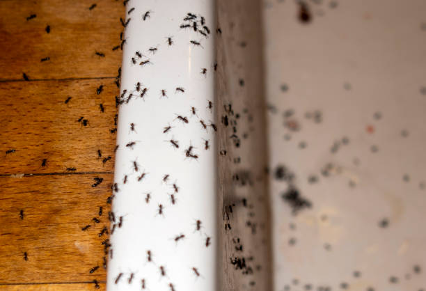 Best Local Pest Control Services  in Pilot Mountain, NC