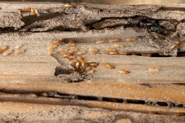 Best Wasp Removal Services  in Pilot Mountain, NC