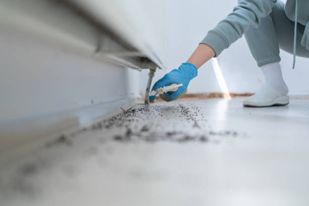 Best Best Pest Control Companies  in Pilot Mountain, NC